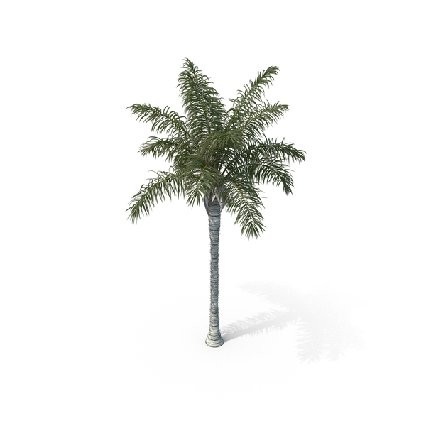 Palm Tree Acrocomia Aculeata PNG & PSD Images Palm Tree Acrocomia Aculeata PNG & PSD Images