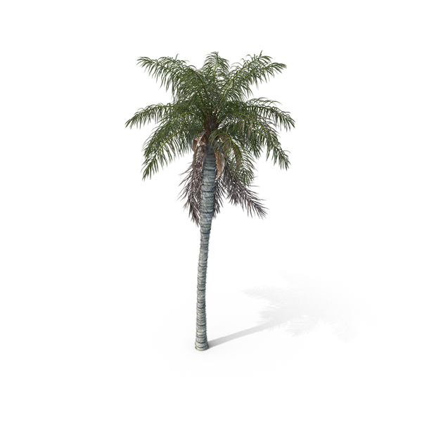 Palm Tree Acrocomia Aculeata PNG & PSD Images Palm Tree Acrocomia Aculeata PNG & PSD Images