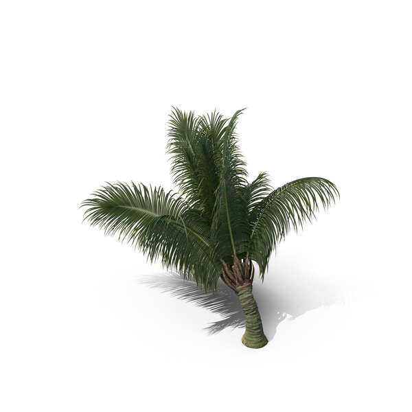 Palm Tree Beccariophoenix Alfredii PNG & PSD Images Palm Tree Beccariophoenix Alfredii PNG & PSD Images
