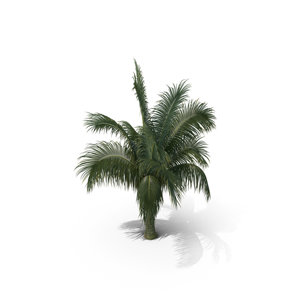 Palm Tree Beccariophoenix Alfredii PNG & PSD Images Palm Tree Beccariophoenix Alfredii PNG & PSD Images