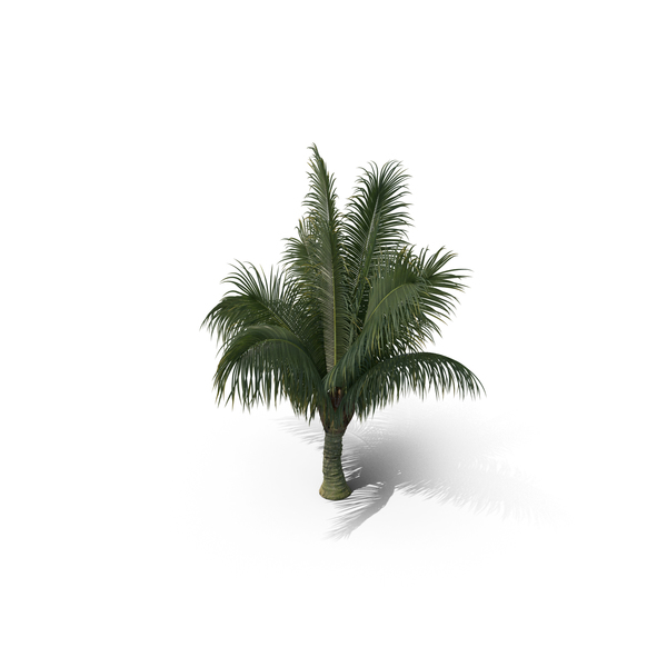 Palm Tree Beccariophoenix Alfredii PNG & PSD Images Palm Tree Beccariophoenix Alfredii PNG & PSD Images