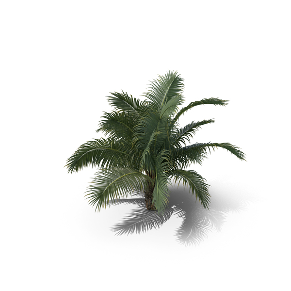 Palm Tree Beccariophoenix Alfredii PNG & PSD Images Palm Tree Beccariophoenix Alfredii PNG & PSD Images