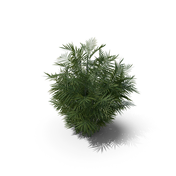 Palm Tree Chamaedorea Seifrizii PNG & PSD Images Palm Tree Chamaedorea Seifrizii PNG & PSD Images