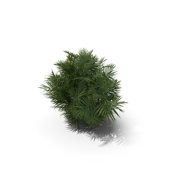 Palm Tree Chamaedorea Seifrizii PNG & PSD Images Palm Tree Chamaedorea Seifrizii PNG & PSD Images