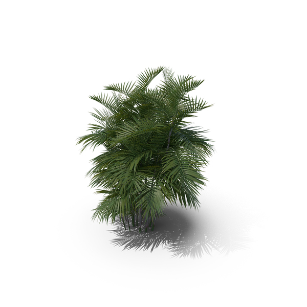 Palm Tree Chamaedorea Seifrizii PNG & PSD Images Palm Tree Chamaedorea Seifrizii PNG & PSD Images