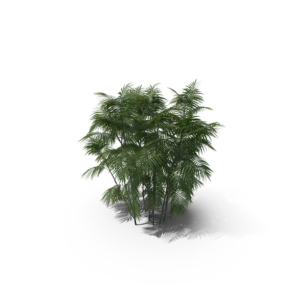 Palm Tree Chamaedorea Seifrizii PNG & PSD Images Palm Tree Chamaedorea Seifrizii PNG & PSD Images