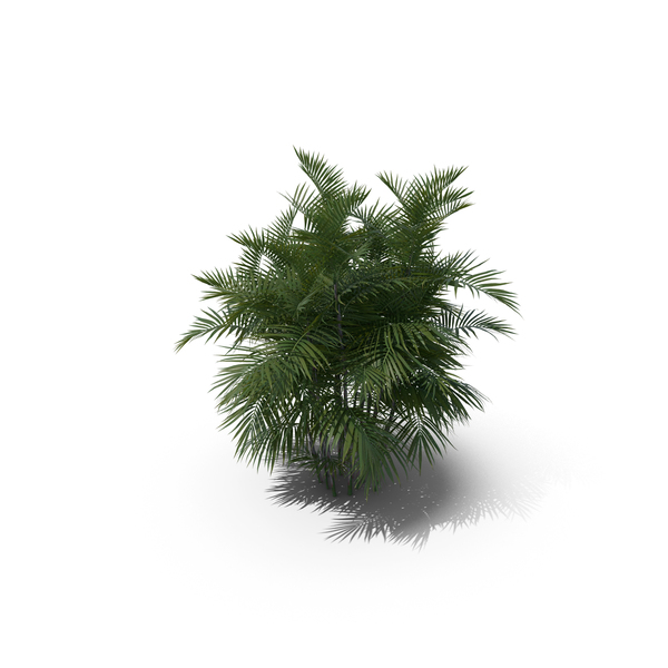 Palm Tree Chamaedorea Seifrizii PNG & PSD Images Palm Tree Chamaedorea Seifrizii PNG & PSD Images
