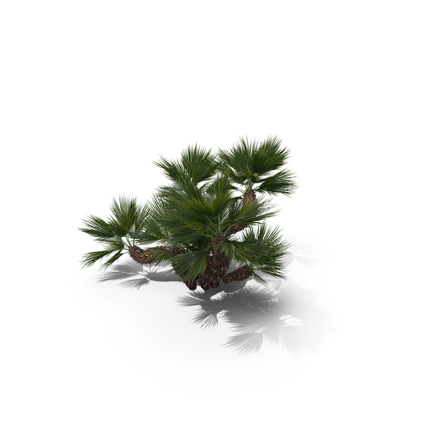 Palm Tree Chamaerops Humilis PNG & PSD Images Palm Tree Chamaerops Humilis PNG & PSD Images
