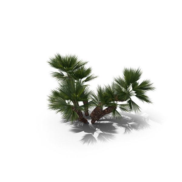 Palm Tree Chamaerops Humilis PNG & PSD Images Palm Tree Chamaerops Humilis PNG & PSD Images