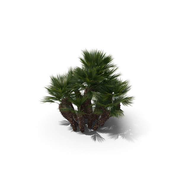 Palm Tree Chamaerops Humilis PNG & PSD Images Palm Tree Chamaerops Humilis PNG & PSD Images