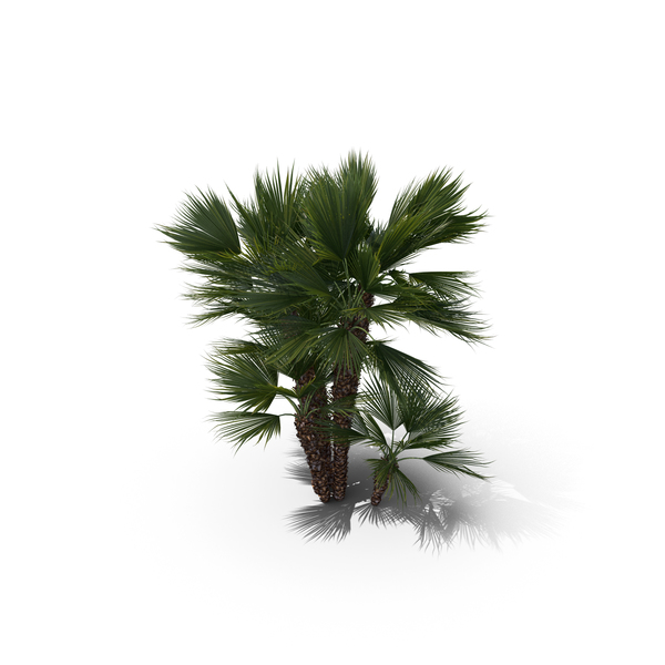 Palm Tree Chamaerops Humilis PNG & PSD Images Palm Tree Chamaerops Humilis PNG & PSD Images