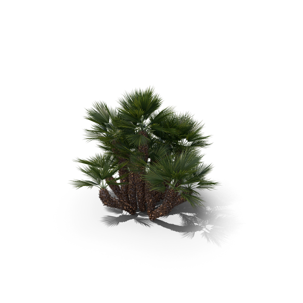 Palm Tree Chamaerops Humilis PNG & PSD Images Palm Tree Chamaerops Humilis PNG & PSD Images