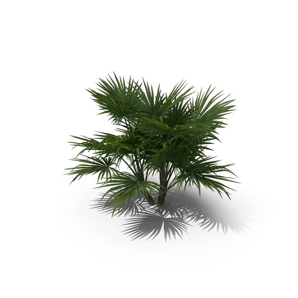 Palm Tree Chuniophoenix Hainanensis PNG & PSD Images Palm Tree Chuniophoenix Hainanensis PNG & PSD Images