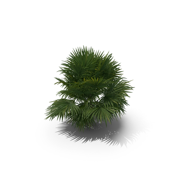 Palm Tree Chuniophoenix Hainanensis PNG & PSD Images Palm Tree Chuniophoenix Hainanensis PNG & PSD Images