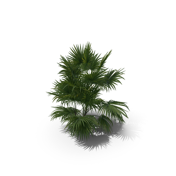 Palm Tree Chuniophoenix Hainanensis PNG & PSD Images Palm Tree Chuniophoenix Hainanensis PNG & PSD Images