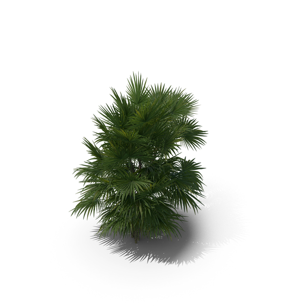Palm Tree Chuniophoenix Hainanensis PNG & PSD Images Palm Tree Chuniophoenix Hainanensis PNG & PSD Images