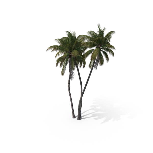 Palm Tree Cocos Nucifera PNG & PSD Images Palm Tree Cocos Nucifera PNG & PSD Images