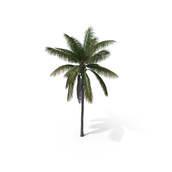 Palm Tree Cocos Nucifera PNG & PSD Images Palm Tree Cocos Nucifera PNG & PSD Images
