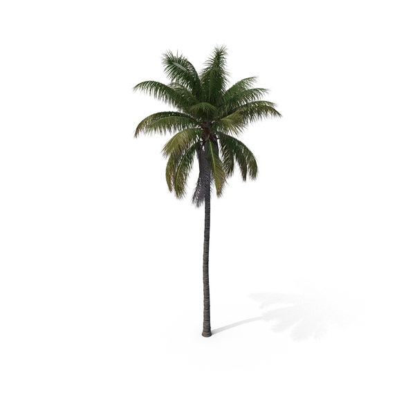 Palm Tree Cocos Nucifera PNG & PSD Images Palm Tree Cocos Nucifera PNG & PSD Images