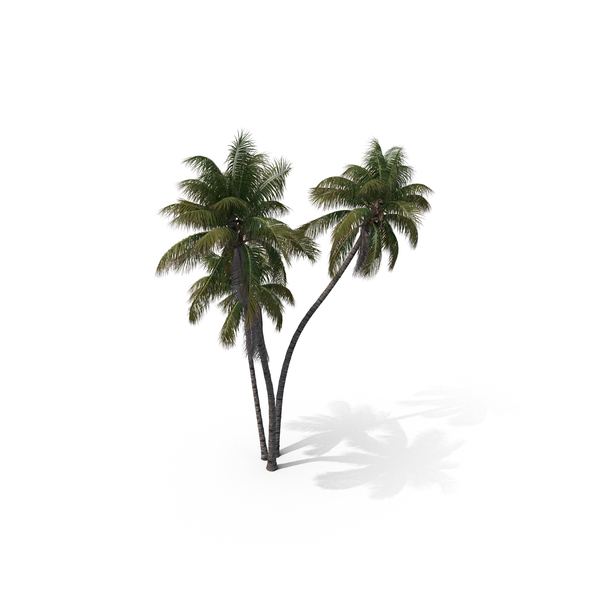 Palm Tree Cocos Nucifera PNG & PSD Images Palm Tree Cocos Nucifera PNG & PSD Images