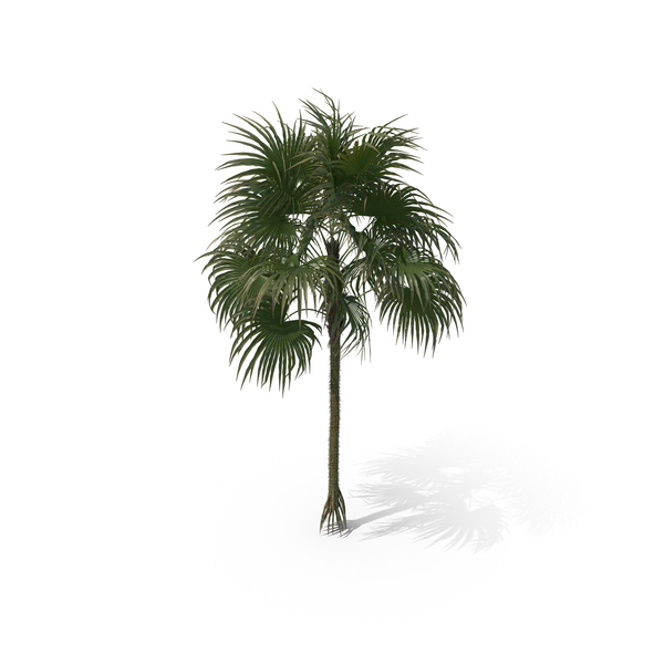 Palm Tree Cryosophila Warscewiczii PNG & PSD Images Palm Tree Cryosophila Warscewiczii PNG & PSD Images