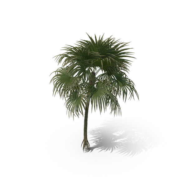 Palm Tree Cryosophila Warscewiczii PNG & PSD Images Palm Tree Cryosophila Warscewiczii PNG & PSD Images