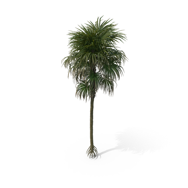 Palm Tree Cryosophila Warscewiczii PNG & PSD Images Palm Tree Cryosophila Warscewiczii PNG & PSD Images
