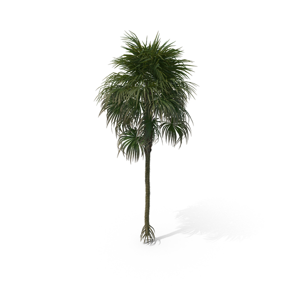 Palm Tree Cryosophila Warscewiczii PNG & PSD Images Palm Tree Cryosophila Warscewiczii PNG & PSD Images