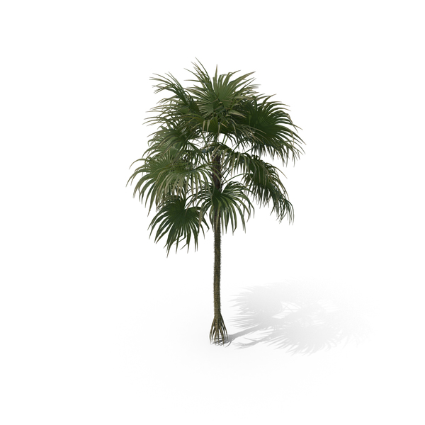 Palm Tree Cryosophila Warscewiczii PNG & PSD Images Palm Tree Cryosophila Warscewiczii PNG & PSD Images