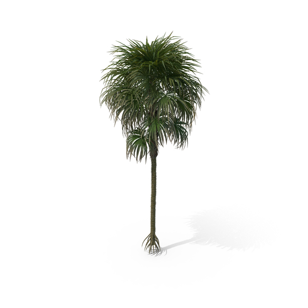Palm Tree Cryosophila Warscewiczii PNG & PSD Images Palm Tree Cryosophila Warscewiczii PNG & PSD Images