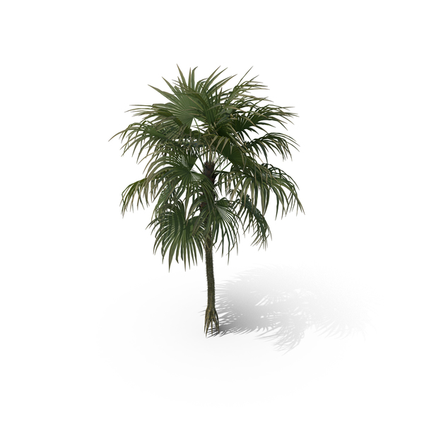 Palm Tree Cryosophila Warscewiczii PNG & PSD Images Palm Tree Cryosophila Warscewiczii PNG & PSD Images