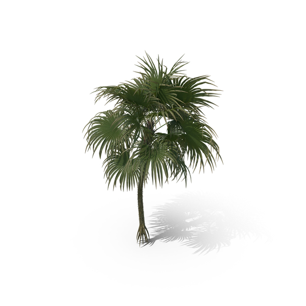 Palm Tree Cryosophila Warscewiczii PNG & PSD Images Palm Tree Cryosophila Warscewiczii PNG & PSD Images