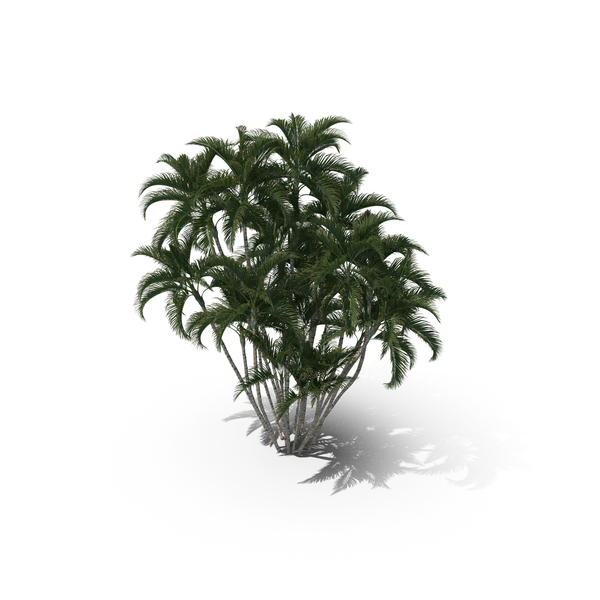 Palm Tree Dypsis Lutescens PNG & PSD Images Palm Tree Dypsis Lutescens PNG & PSD Images