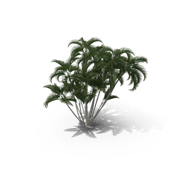 Palm Tree Dypsis Lutescens PNG & PSD Images Palm Tree Dypsis Lutescens PNG & PSD Images