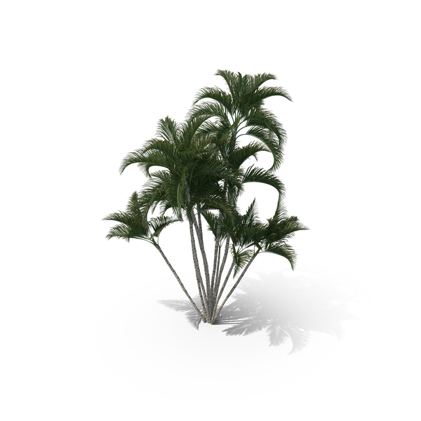 Palm Tree Dypsis Lutescens PNG & PSD Images Palm Tree Dypsis Lutescens PNG & PSD Images