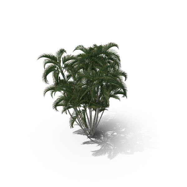 Palm Tree Dypsis Lutescens PNG & PSD Images Palm Tree Dypsis Lutescens PNG & PSD Images