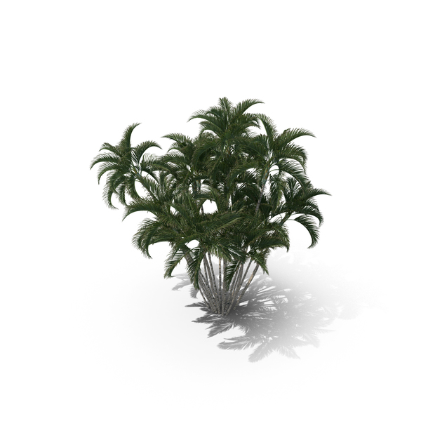 Palm Tree Dypsis Lutescens PNG & PSD Images Palm Tree Dypsis Lutescens PNG & PSD Images