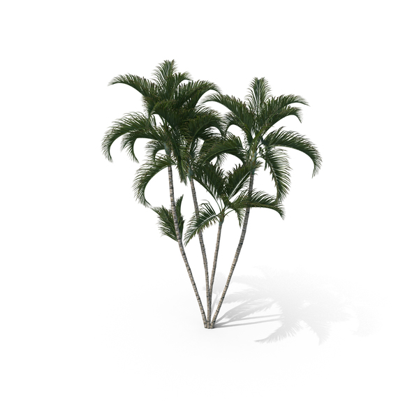 Palm Tree Dypsis Lutescens PNG & PSD Images Palm Tree Dypsis Lutescens PNG & PSD Images