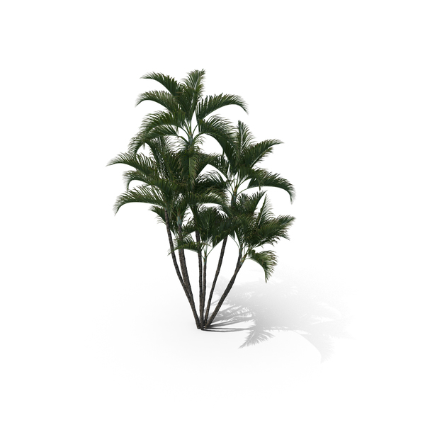 Palm Tree Dypsis Lutescens PNG & PSD Images Palm Tree Dypsis Lutescens PNG & PSD Images