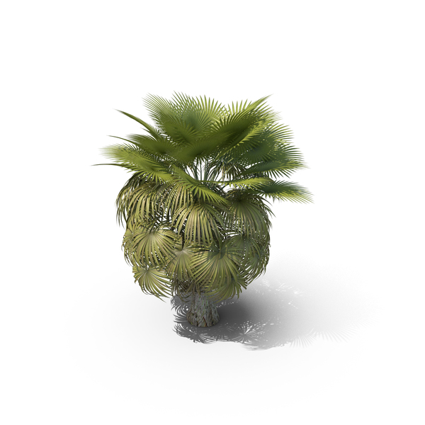 Palm Tree Garden PNG & PSD Images