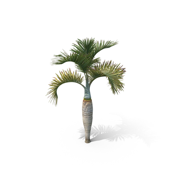 Palm Tree Hyophorbe Lagenicaulis PNG & PSD Images Palm Tree Hyophorbe Lagenicaulis PNG & PSD Images