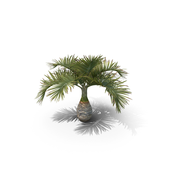 Palm Tree Hyophorbe Lagenicaulis PNG & PSD Images Palm Tree Hyophorbe Lagenicaulis PNG & PSD Images