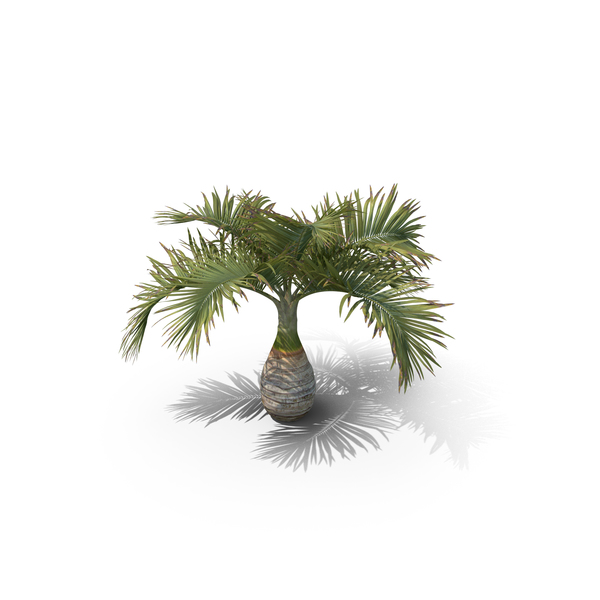 Palm Tree Hyophorbe Lagenicaulis PNG & PSD Images Palm Tree Hyophorbe Lagenicaulis PNG & PSD Images