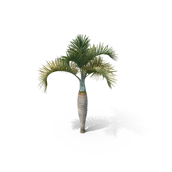 Palm Tree Hyophorbe Lagenicaulis PNG & PSD Images Palm Tree Hyophorbe Lagenicaulis PNG & PSD Images