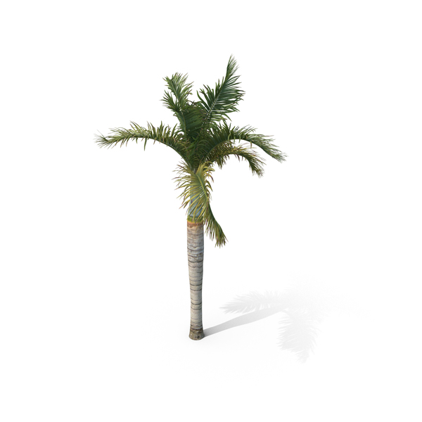 Palm Tree Hyophorbe Lagenicaulis PNG & PSD Images Palm Tree Hyophorbe Lagenicaulis PNG & PSD Images