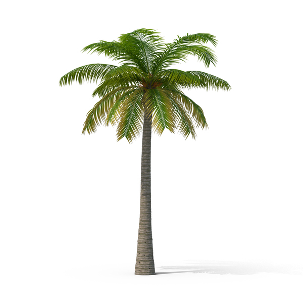 palm tree photoshop plan view