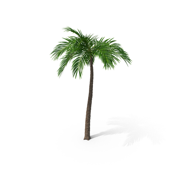 Tree: Palm PNG & PSD Images Tree: Palm PNG & PSD Images