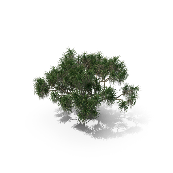 Palm Tree Pandanus Tectorius PNG & PSD Images Palm Tree Pandanus Tectorius PNG & PSD Images