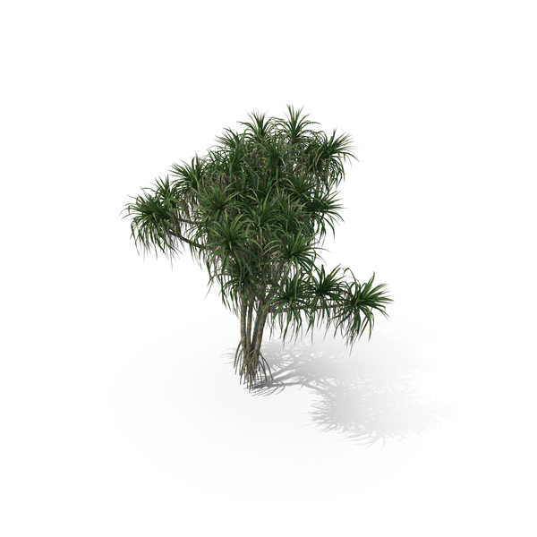 Palm Tree Pandanus Tectorius PNG & PSD Images Palm Tree Pandanus Tectorius PNG & PSD Images