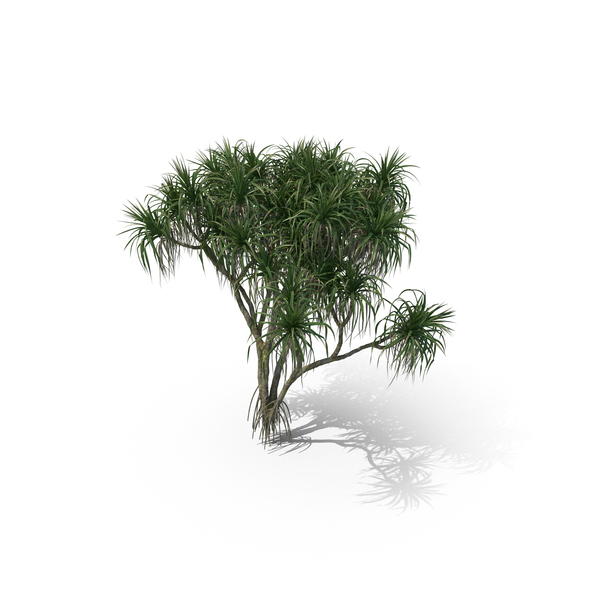 Palm Tree Pandanus Tectorius PNG & PSD Images Palm Tree Pandanus Tectorius PNG & PSD Images